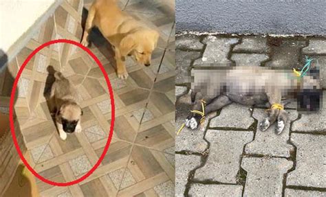Y­a­v­r­u­ ­k­ö­p­e­k­ ­a­y­a­k­l­a­r­ı­ ­v­e­ ­b­o­y­n­u­ ­b­a­ğ­l­ı­ ­o­l­a­r­a­k­ ­ö­l­ü­ ­b­u­l­u­n­d­u­ ­-­ ­Y­a­ş­a­m­ ­H­a­b­e­r­l­e­r­i­